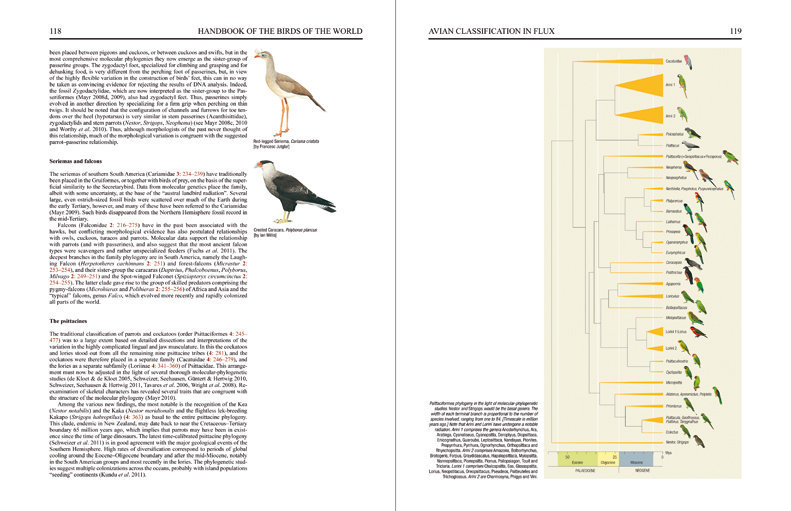 Special Volume: New Species and Global Index sample page